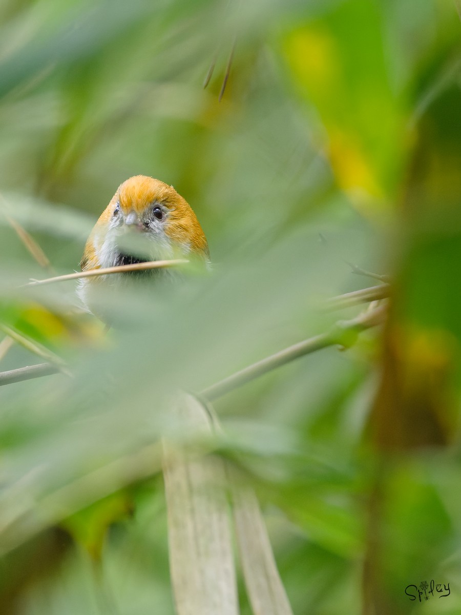 黃羽鸚嘴 - ML645496404