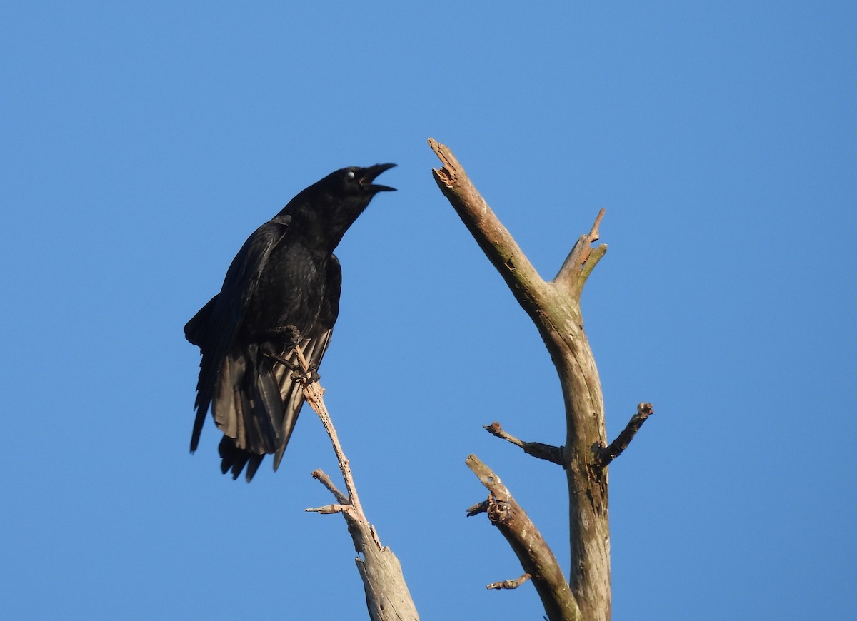 American Crow - ML645496405