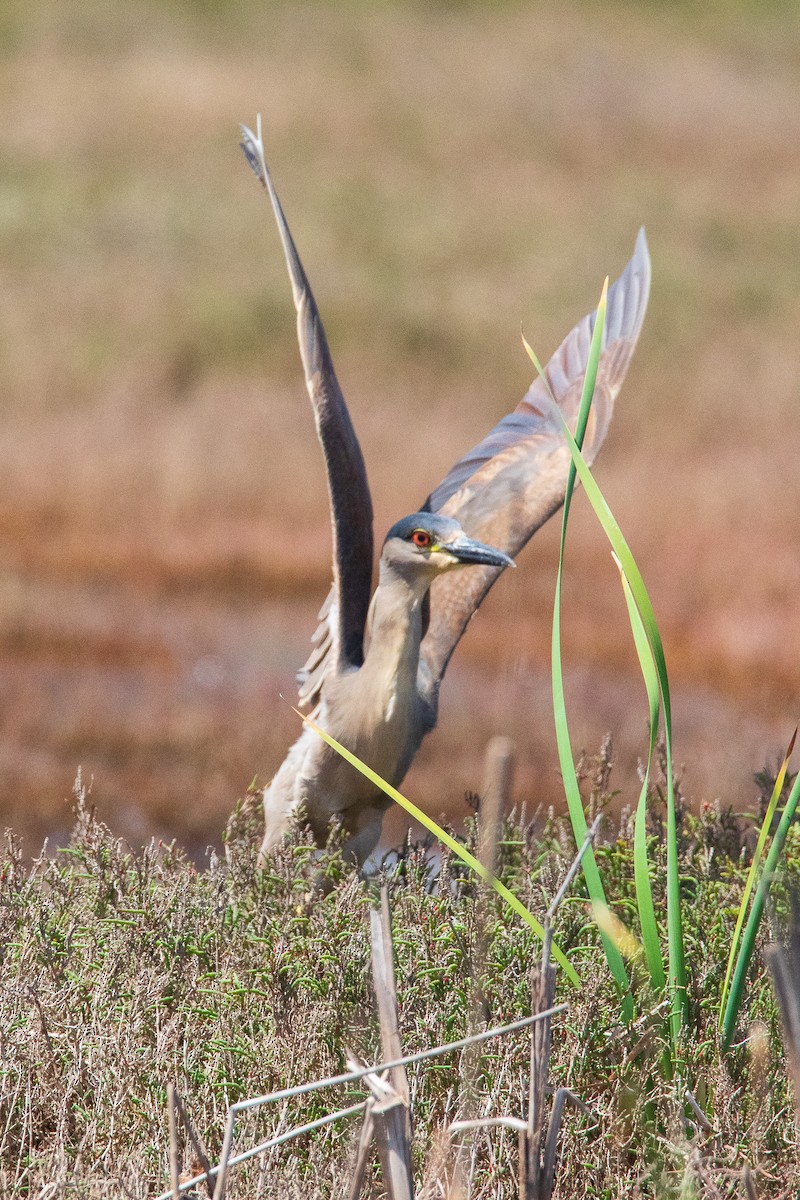 夜鷺 - ML645496406