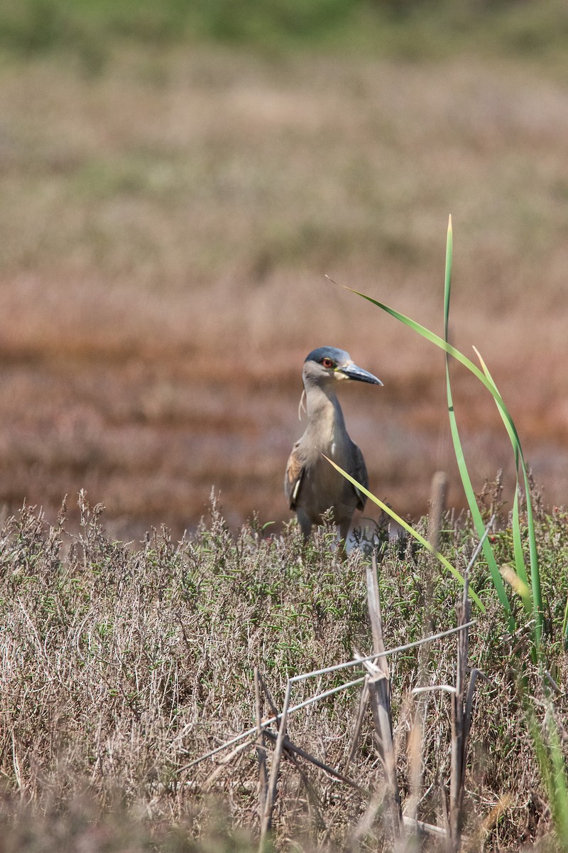 夜鷺 - ML645496407