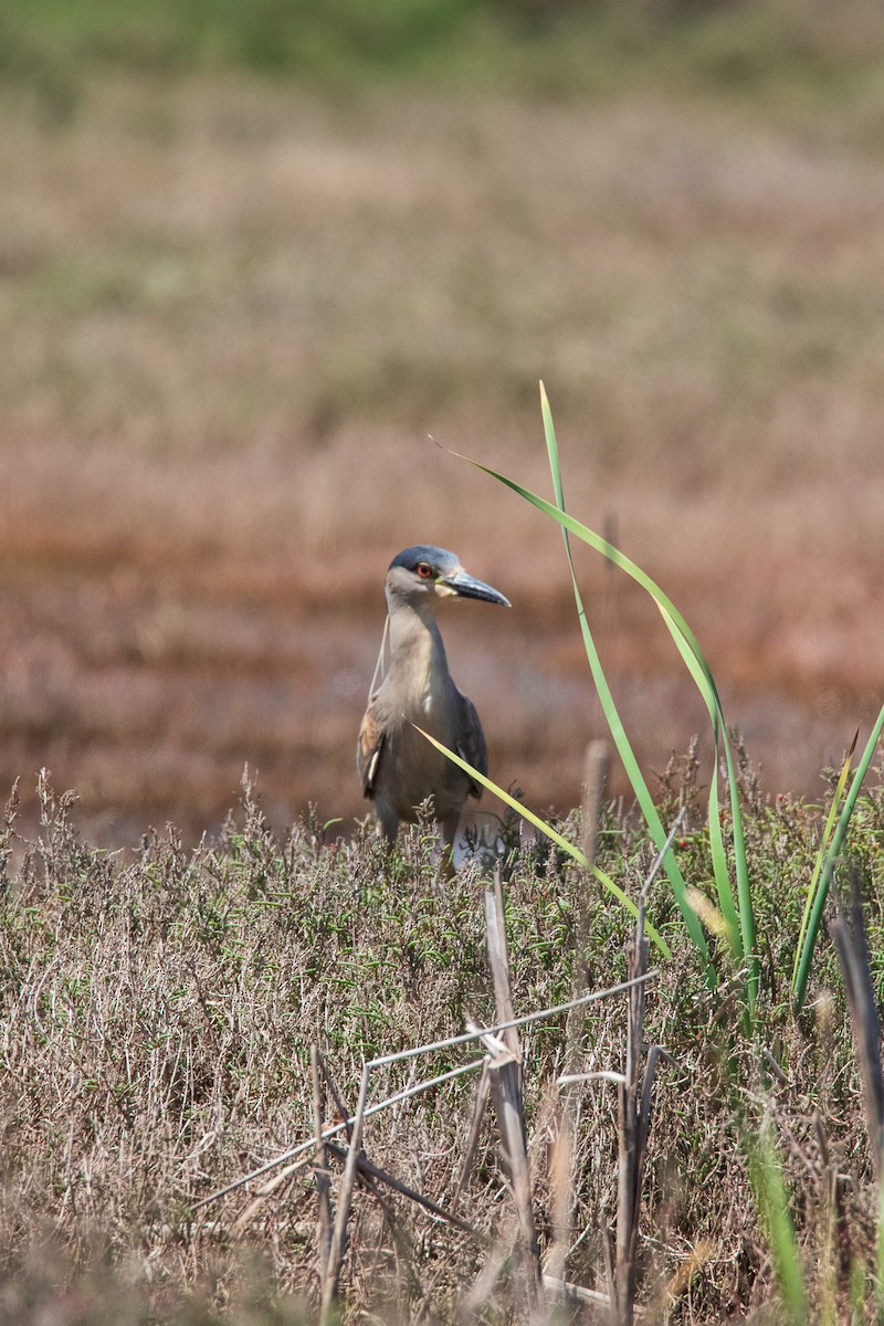 夜鷺 - ML645496408