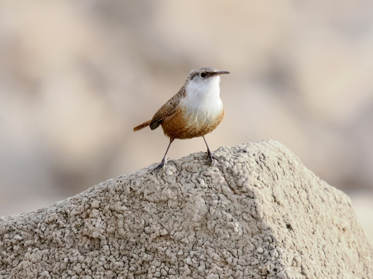 Canyon Wren - ML645496410
