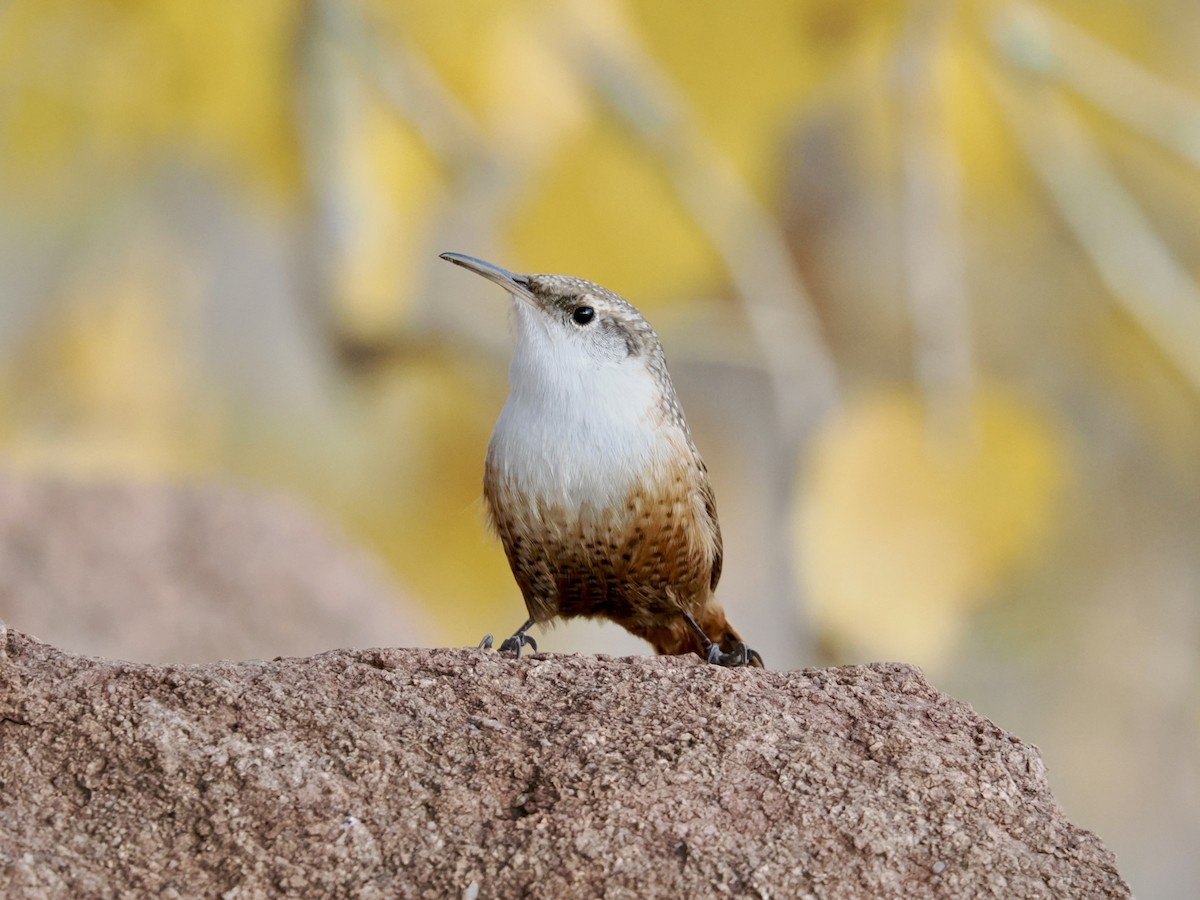 Canyon Wren - ML645496411