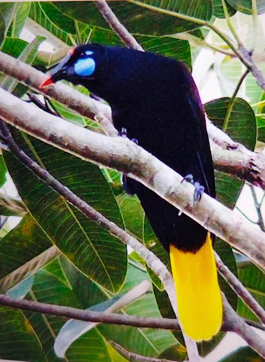 Black Oropendola - ML645496412