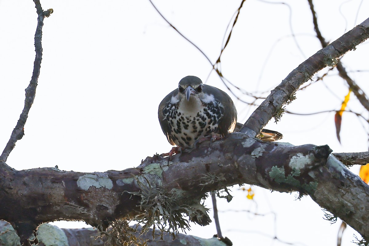 Subdesert Mesite - ML645496413