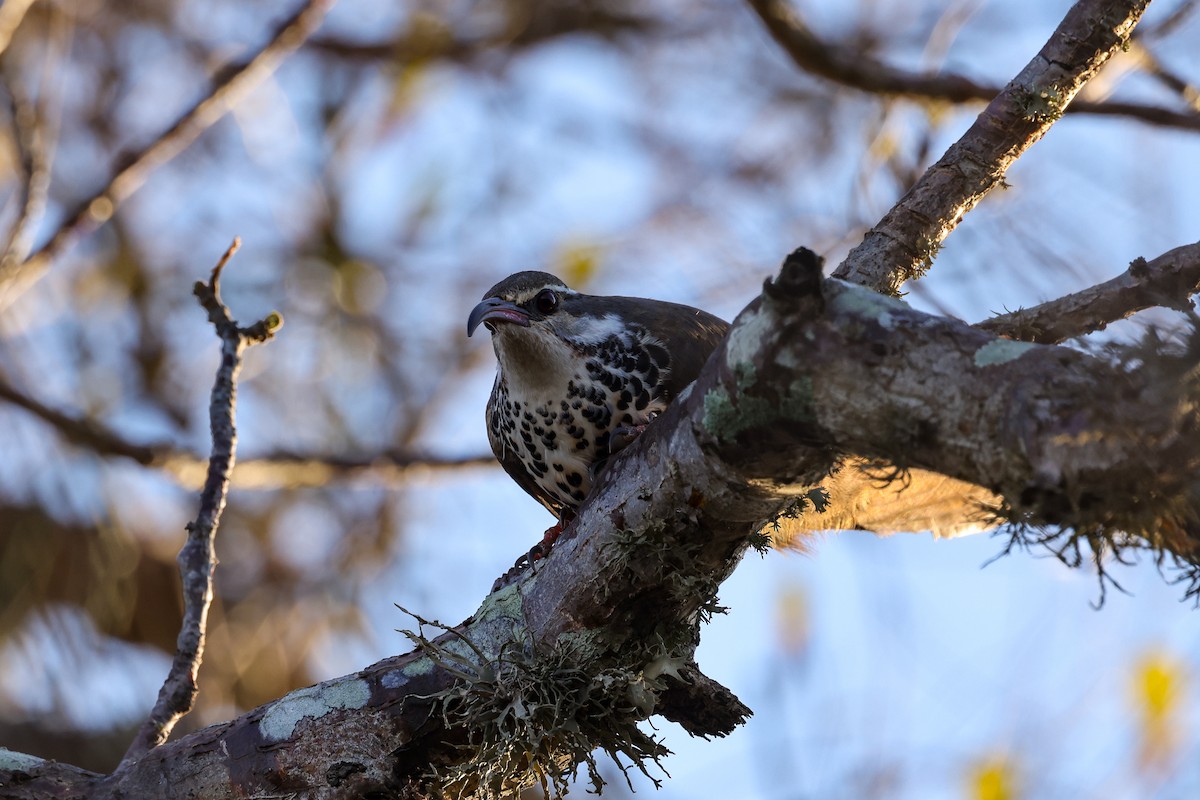 Subdesert Mesite - ML645496414