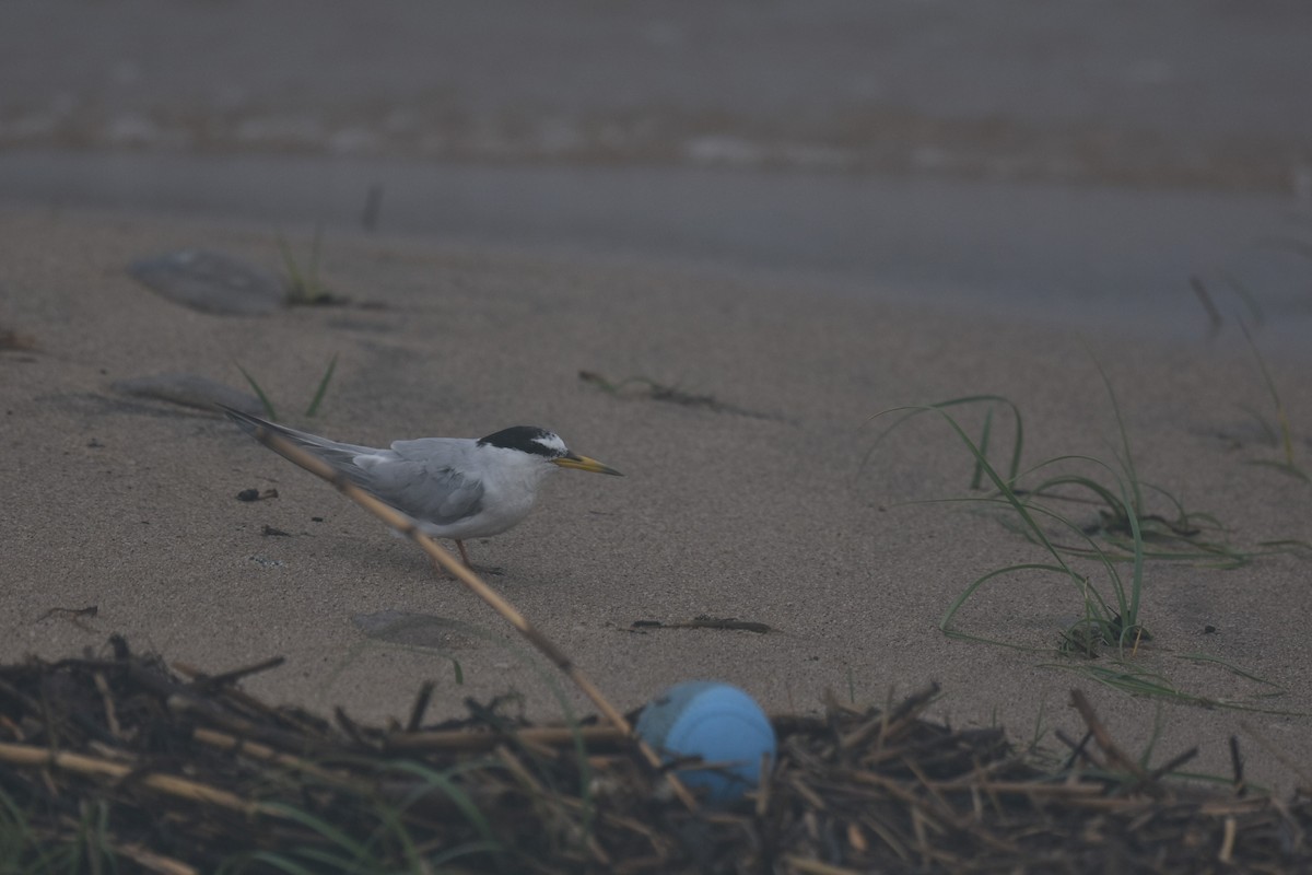 Крячок малий - ML645496415