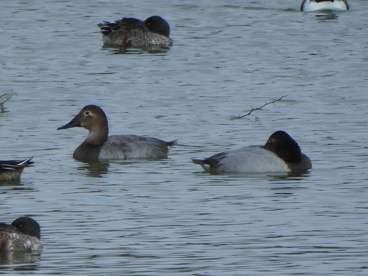 帆背潛鴨 - ML645496416