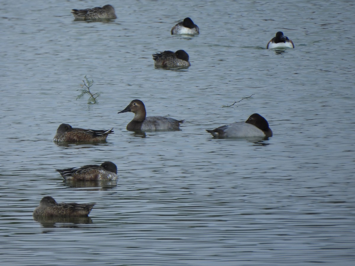 帆背潛鴨 - ML645496417