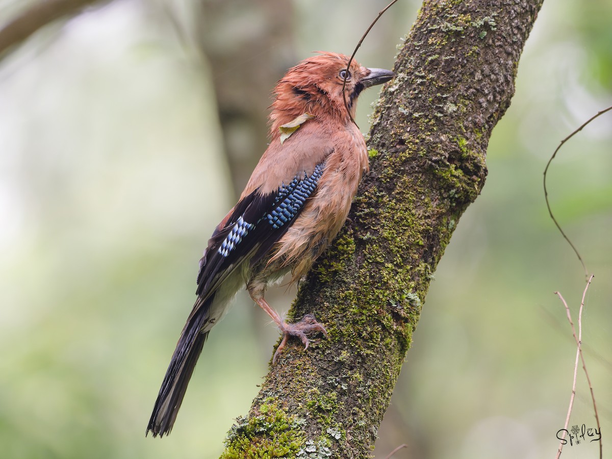 松鴉 - ML645496418