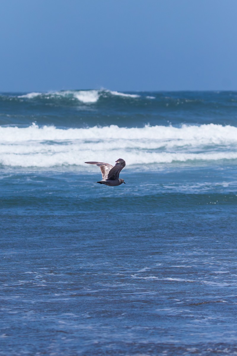 Серая чайка - ML645496433