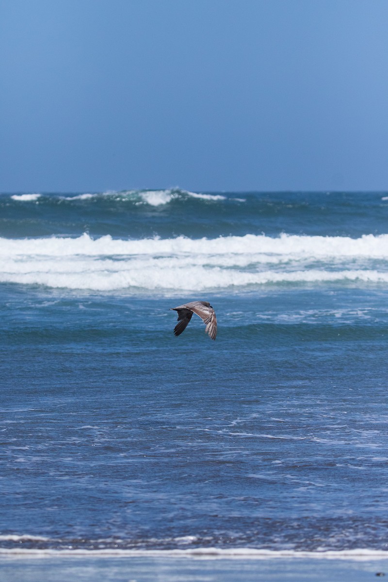 Серая чайка - ML645496434