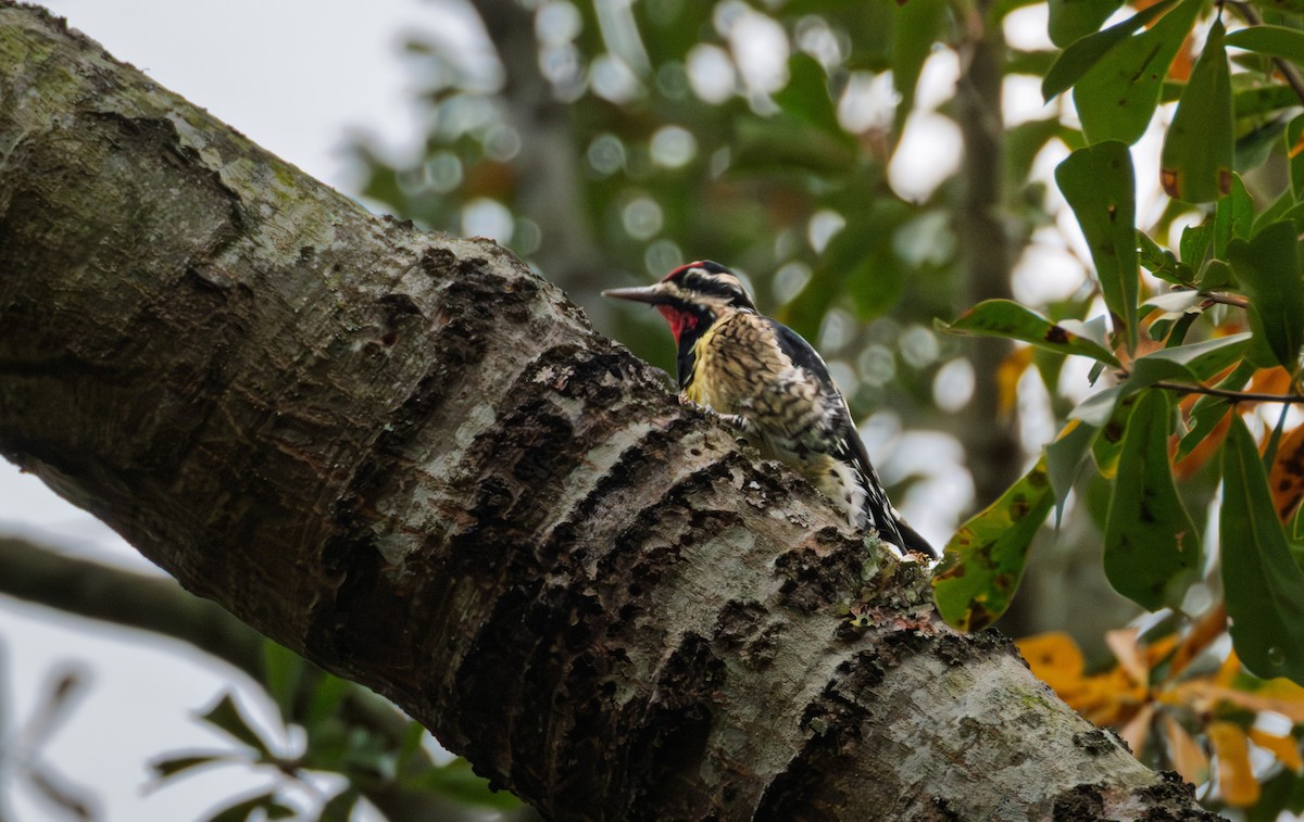 Yellow-bellied Sapsucker - ML645496436