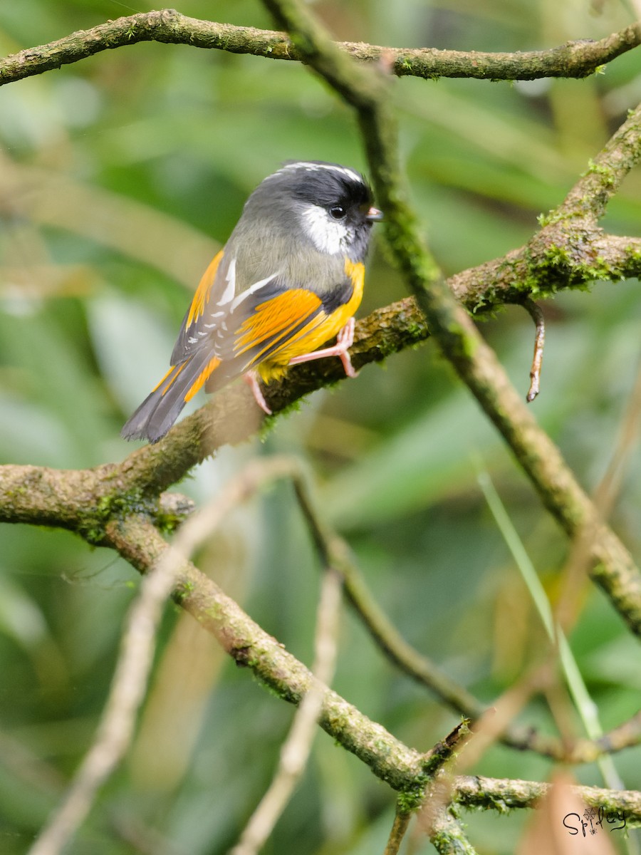 Golden-breasted Fulvetta - ML645496437