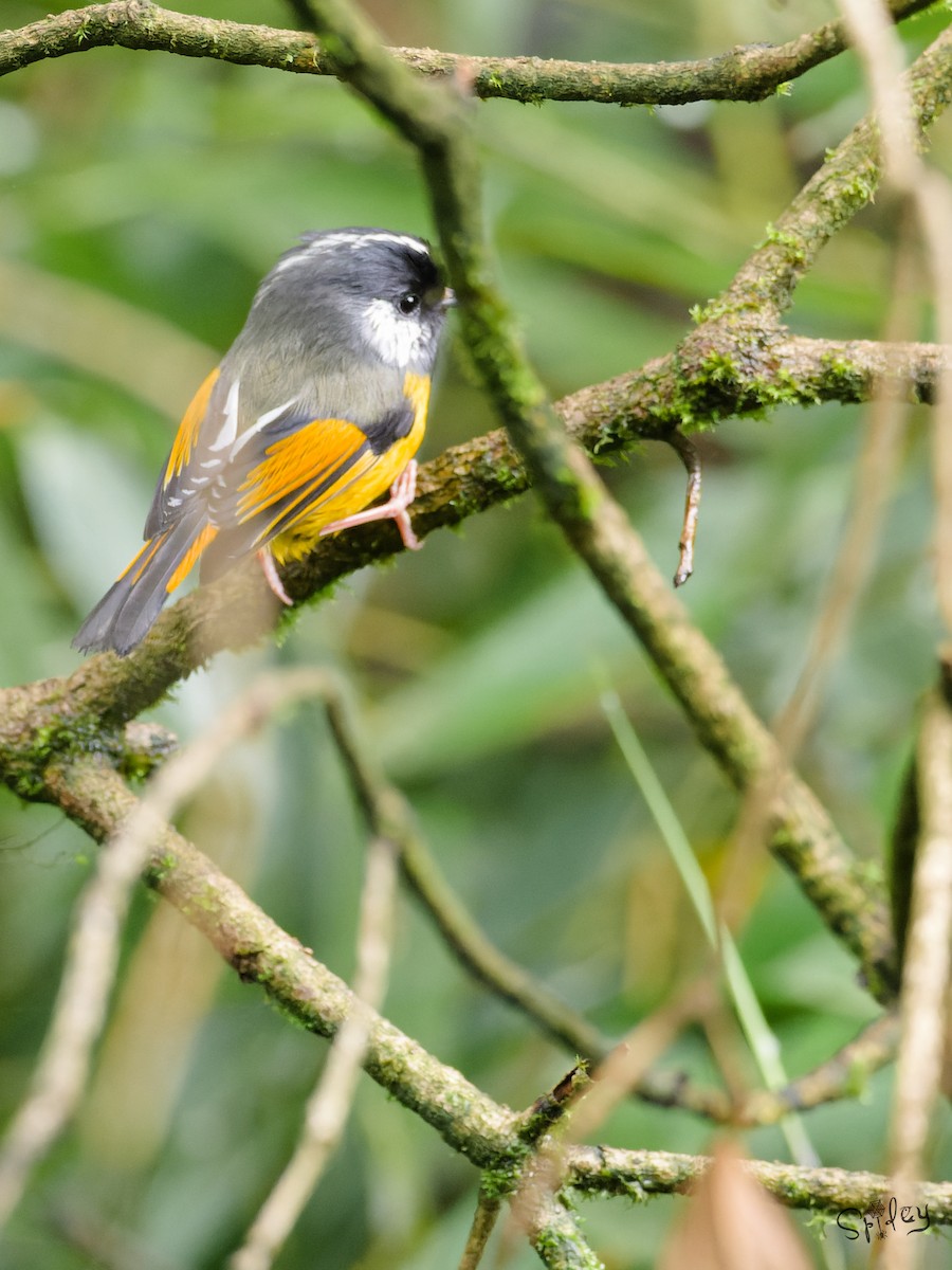 Golden-breasted Fulvetta - ML645496438