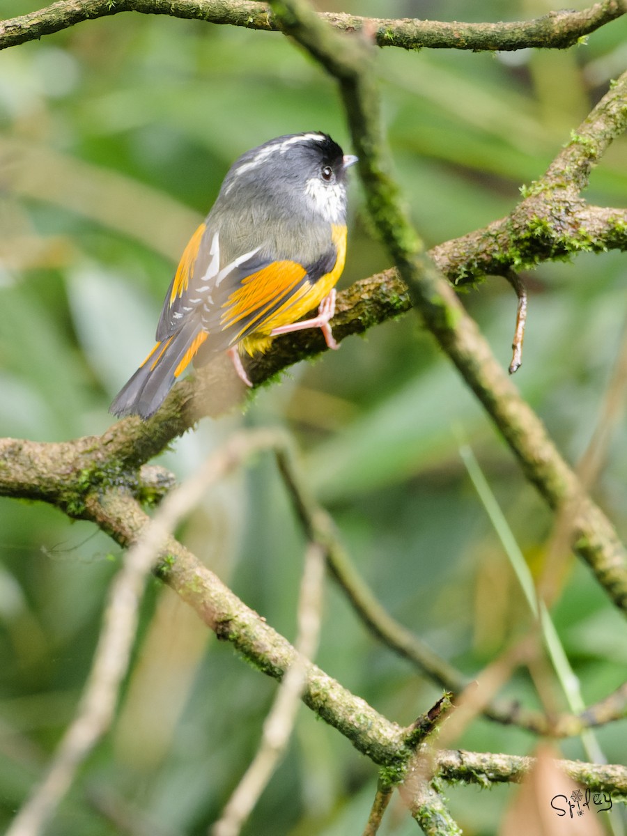 Golden-breasted Fulvetta - ML645496439