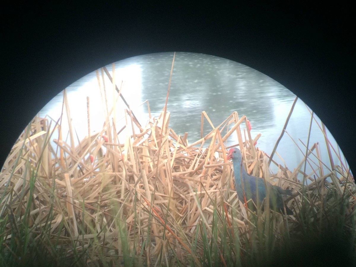 Gray-headed Swamphen - ML645496440