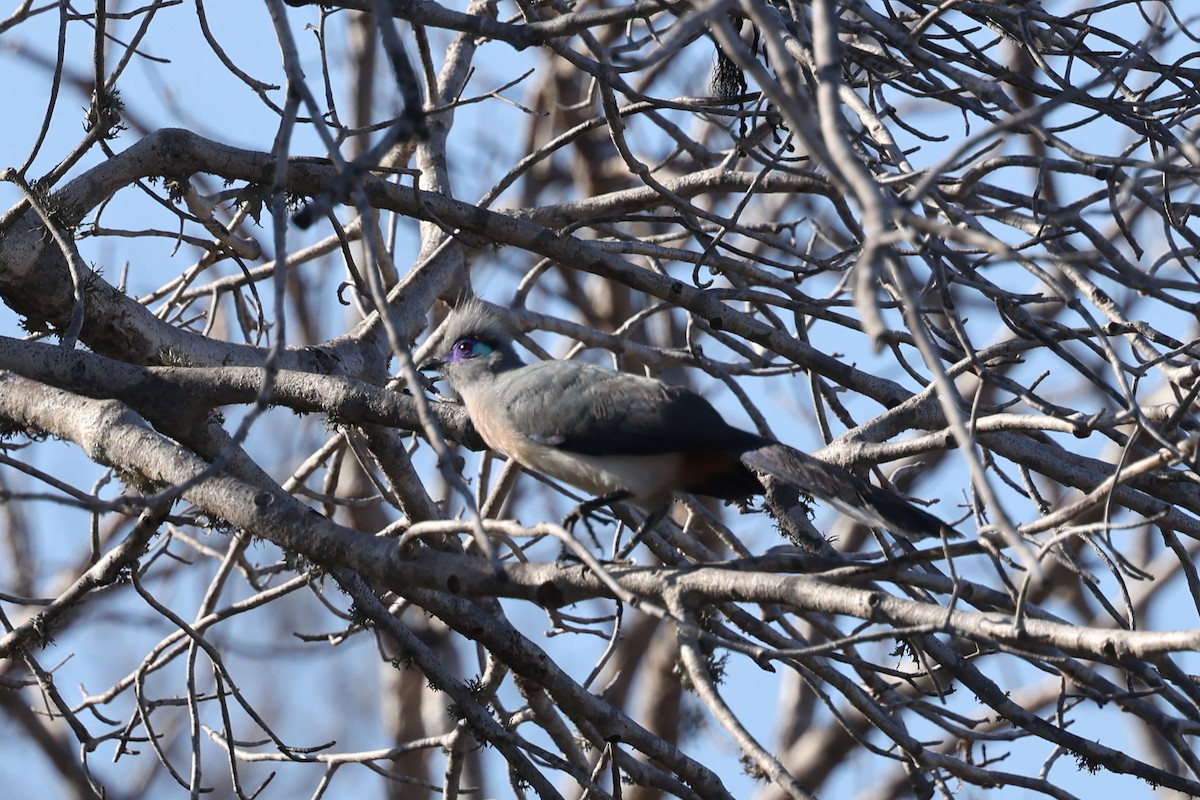 Coua huppé - ML645496441