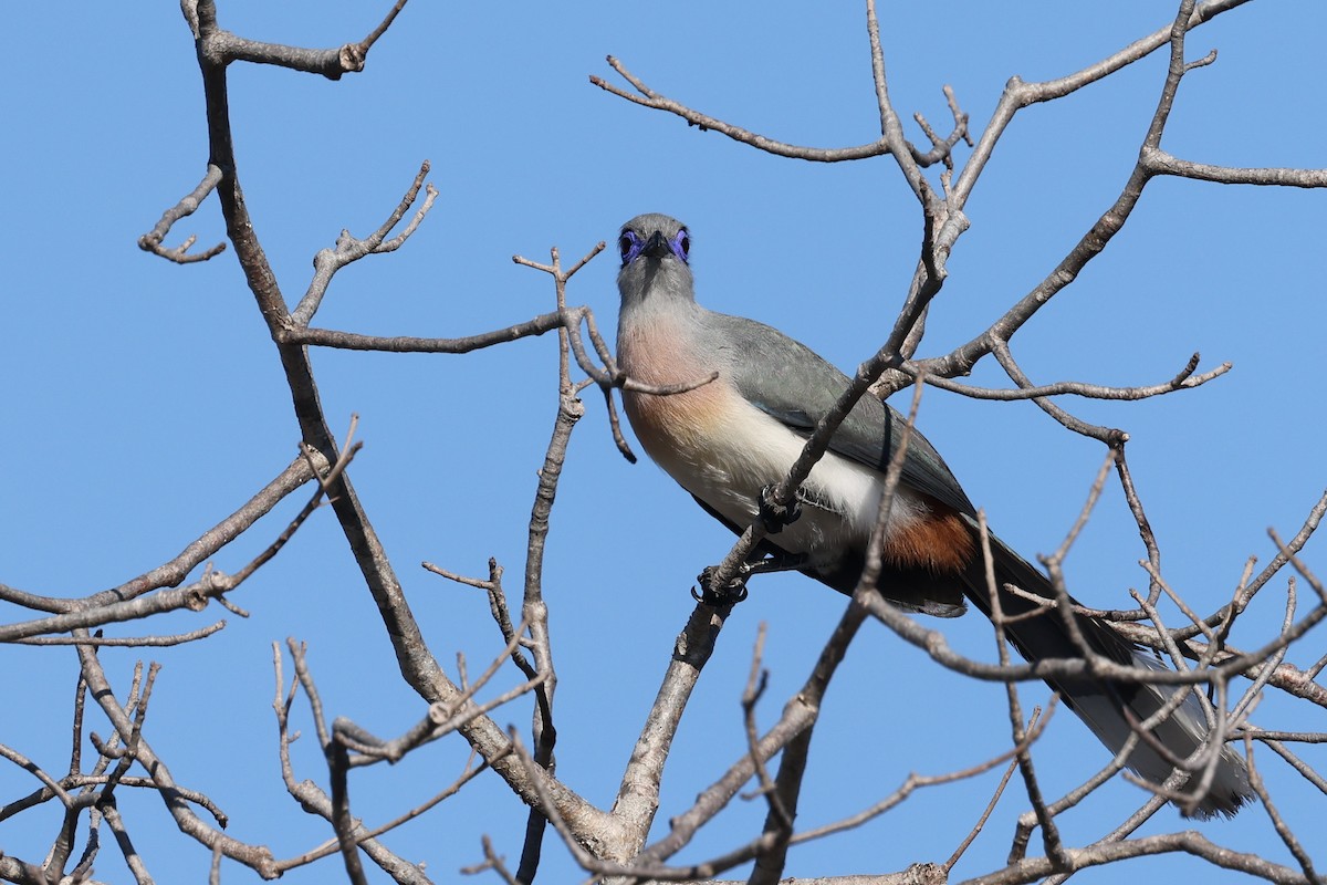 Coua huppé - ML645496442