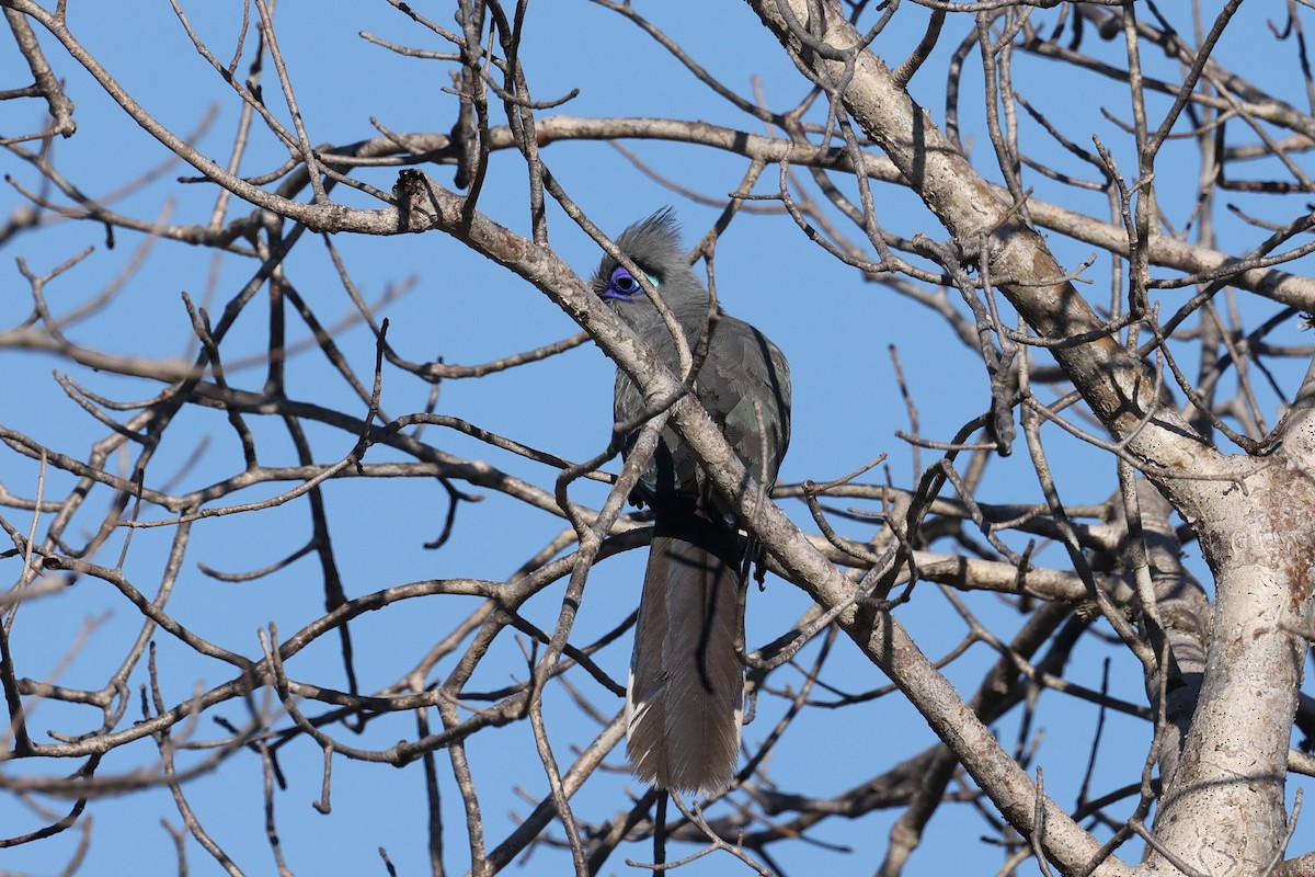 Coua huppé - ML645496443