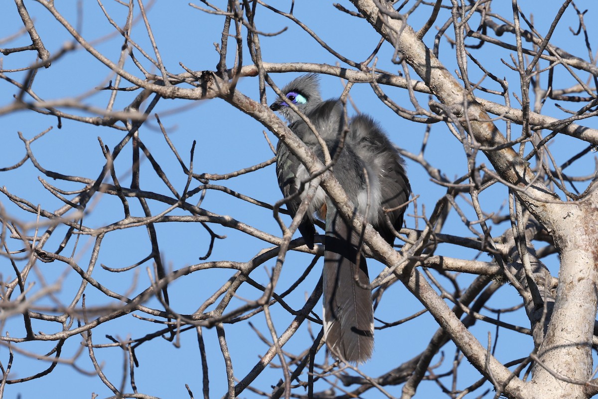 Coua huppé - ML645496444