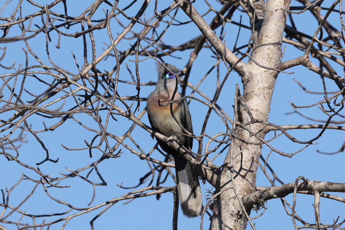 Coua huppé - ML645496445