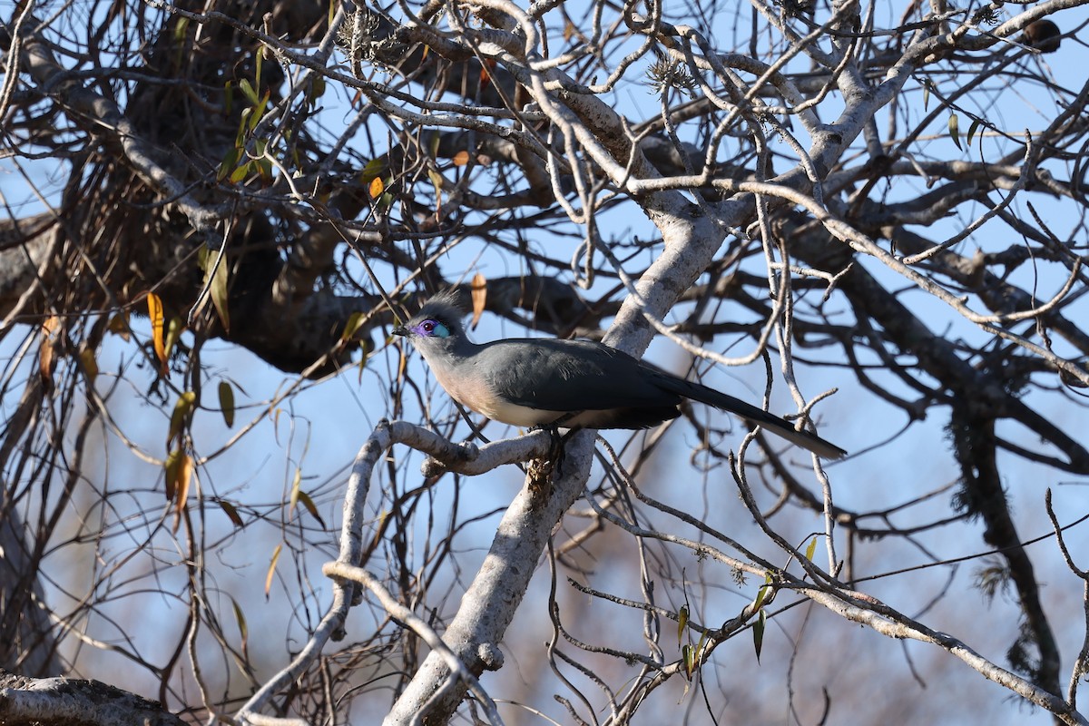 Coua huppé - ML645496446