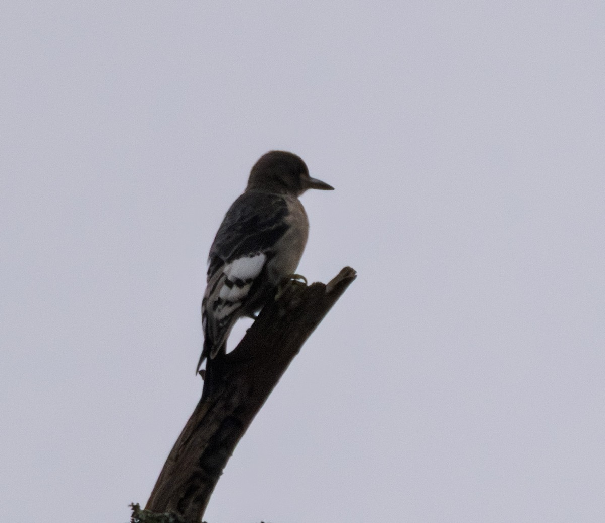 Red-headed Woodpecker - ML645496451