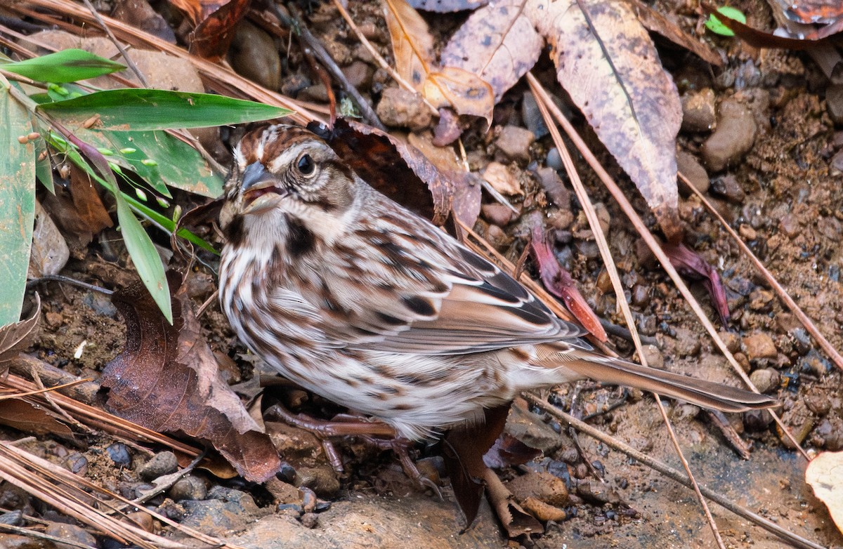 Song Sparrow - ML645496458
