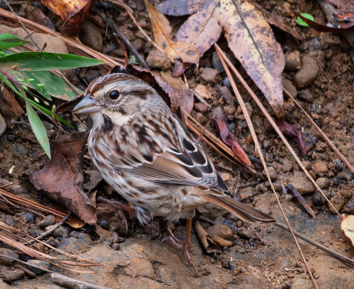 Song Sparrow - ML645496459