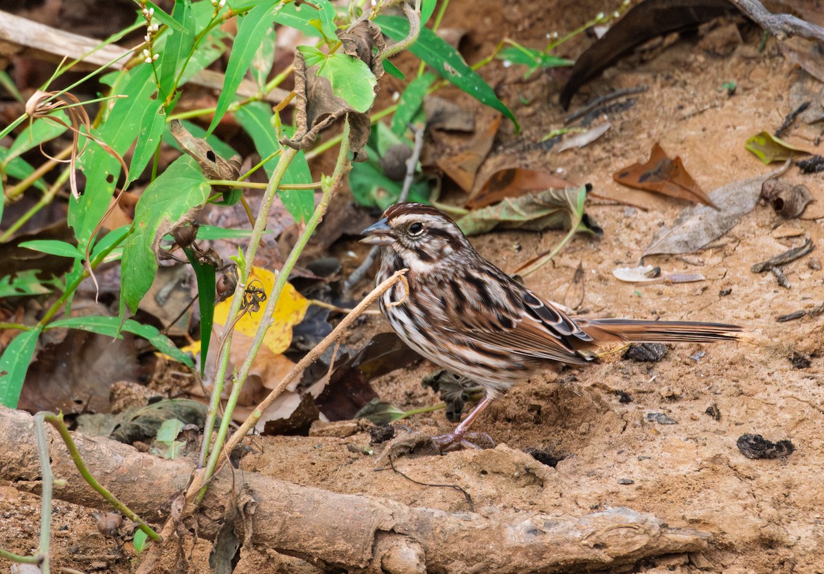Song Sparrow - ML645496460