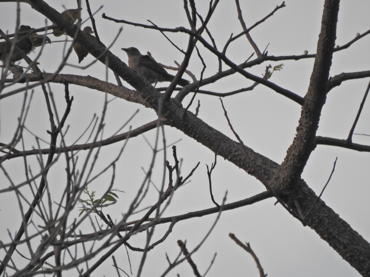 Pale-breasted Thrush - ML645496466