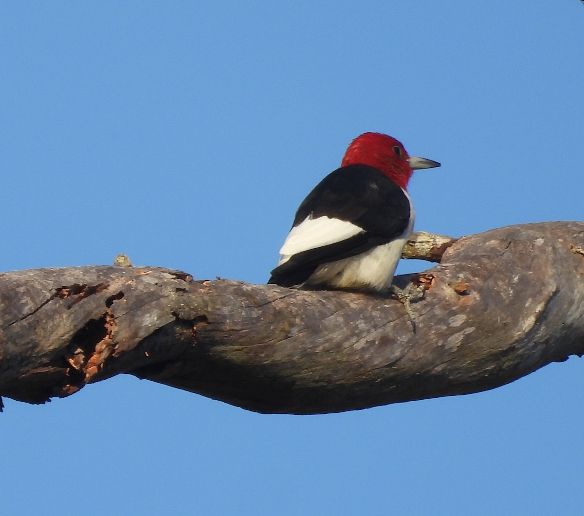 eBird Checklist - 19 Nov 2025 - Perry Oldenburg WEA - 28 species