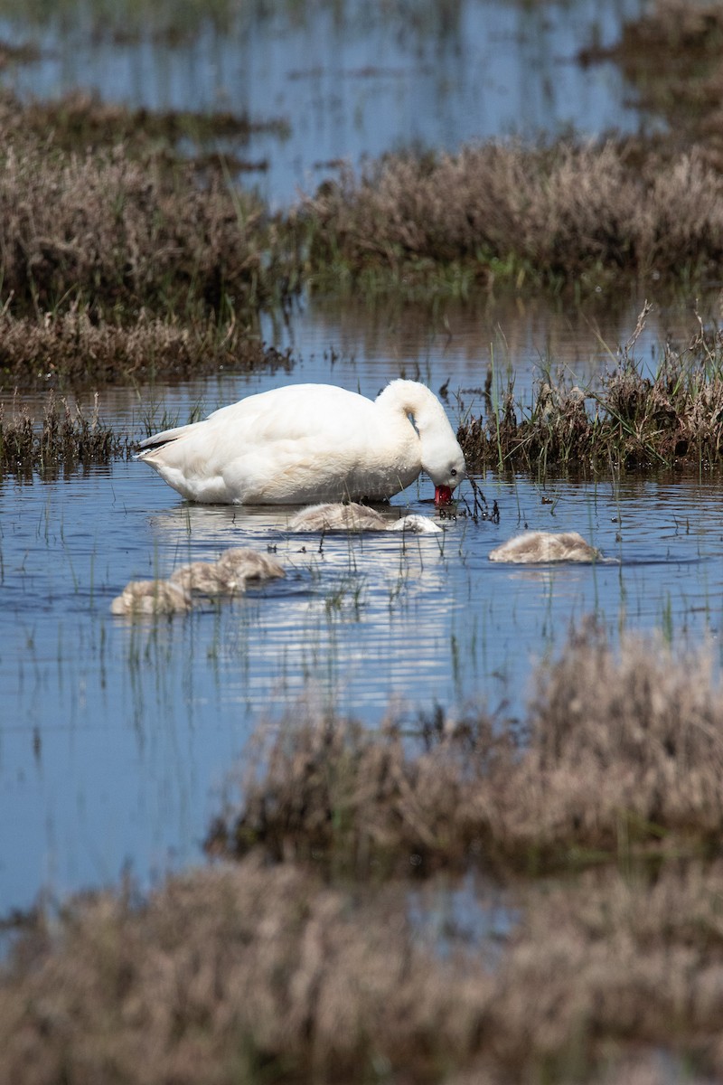 Coscorobaschwan - ML645496473