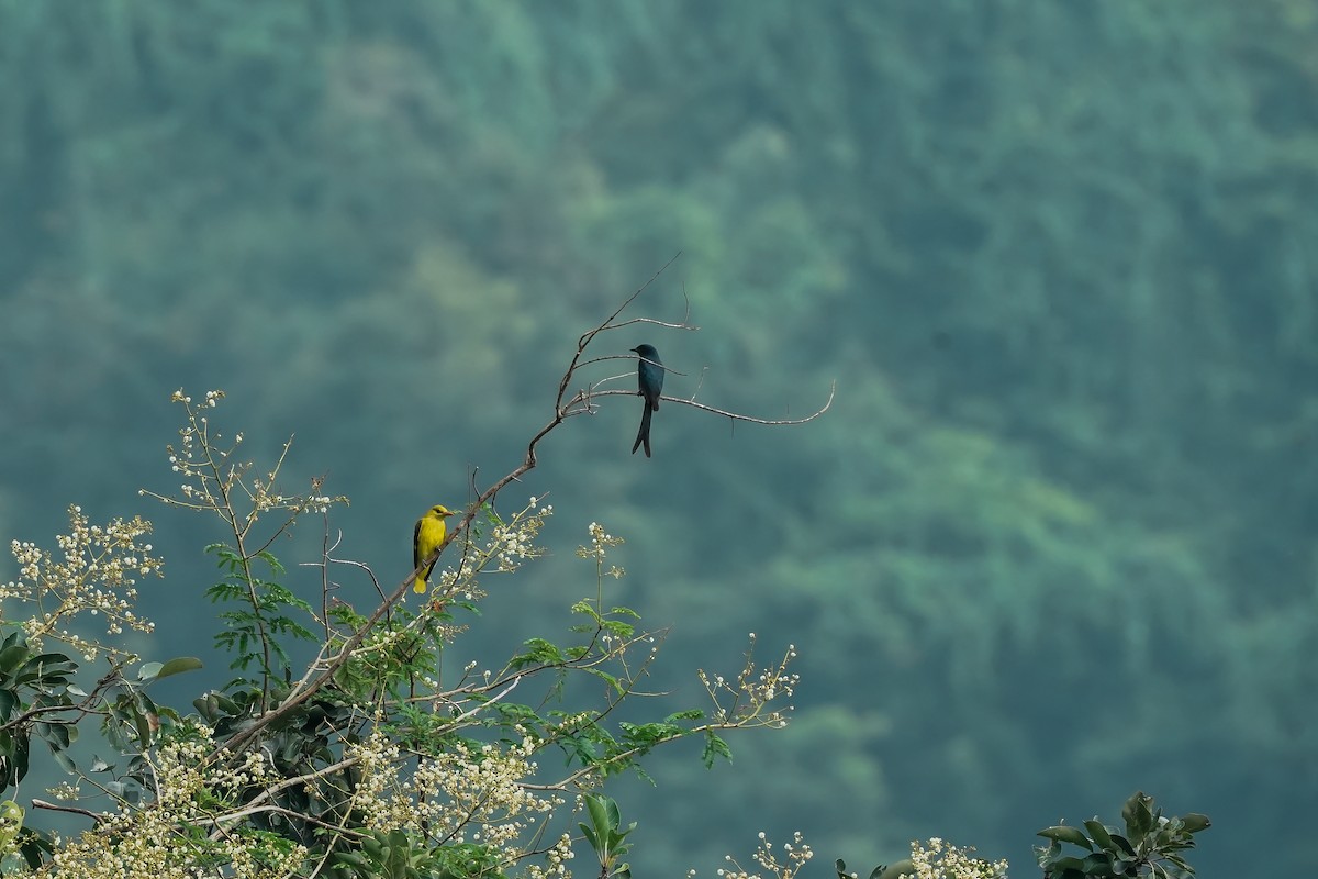 Indian Golden Oriole - ML645496477