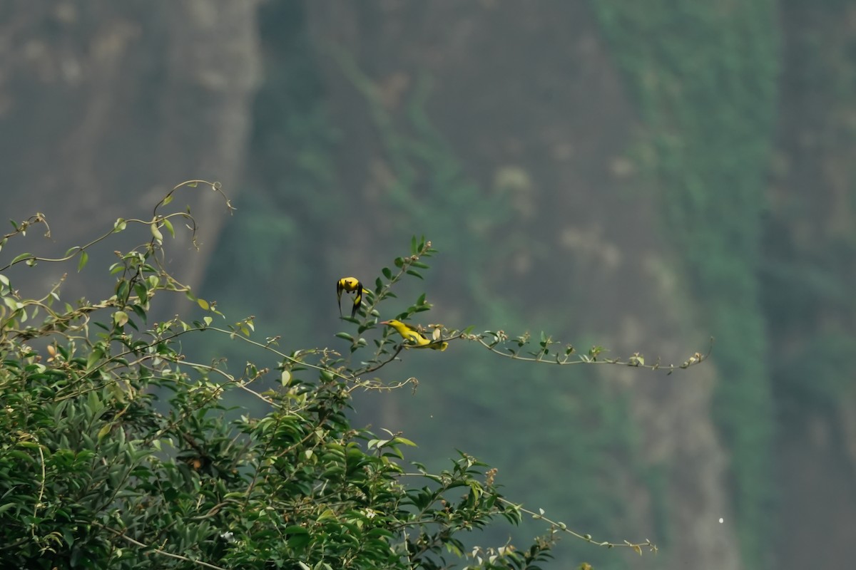 Indian Golden Oriole - ML645496478