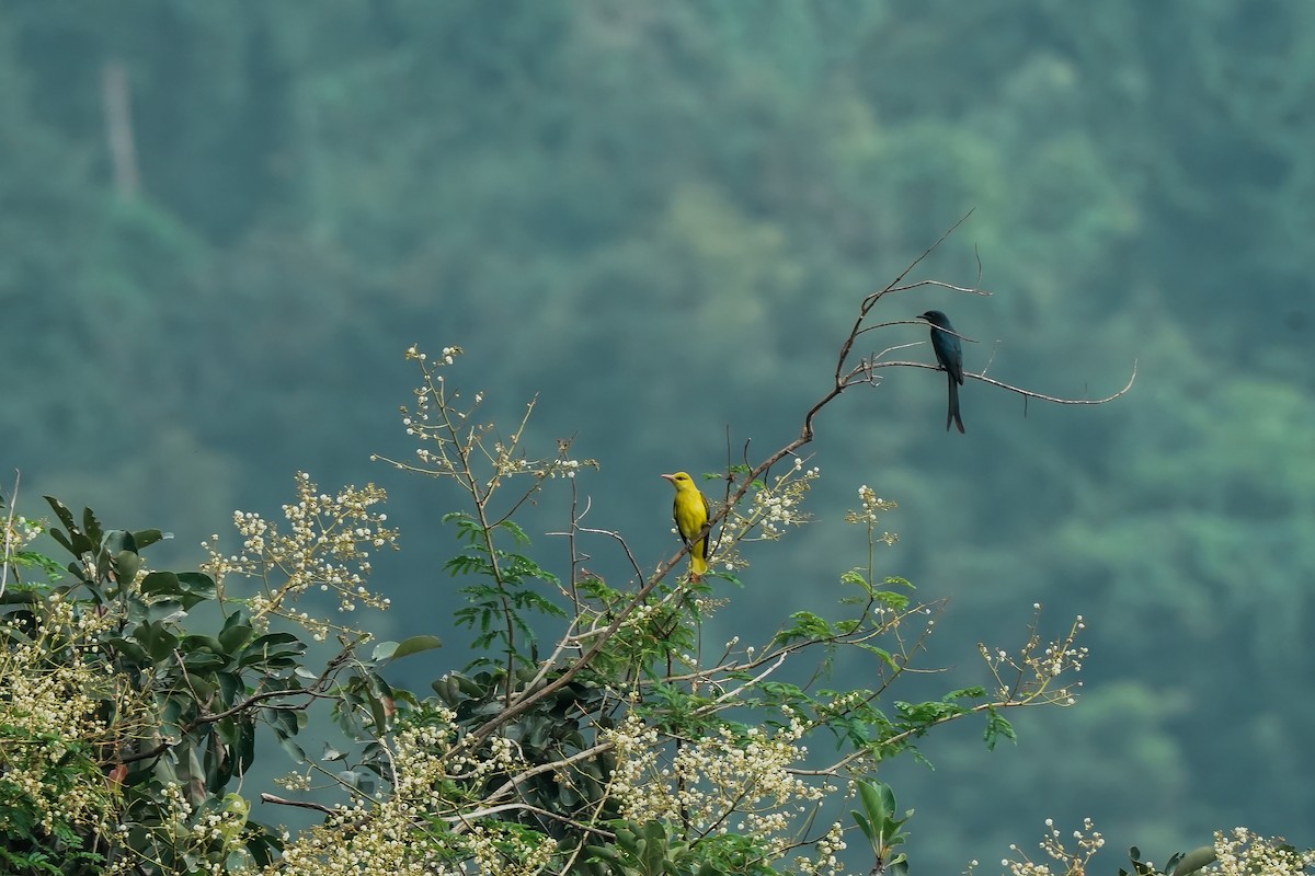 Indienpirol - ML645496479