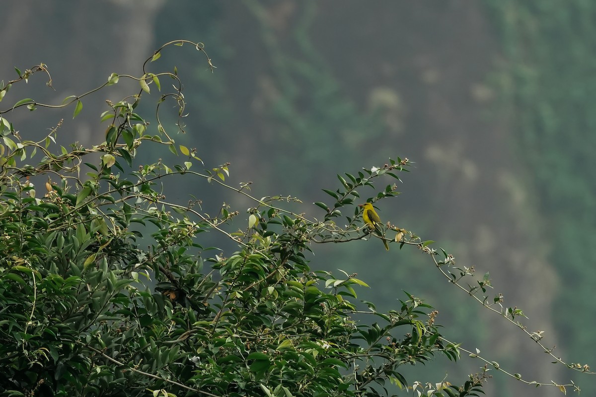 Indienpirol - ML645496480