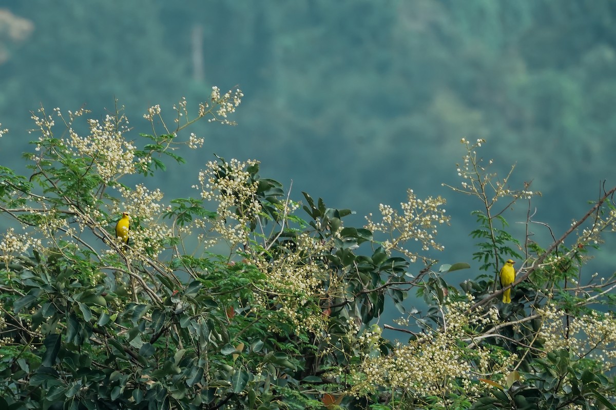 Indienpirol - ML645496481