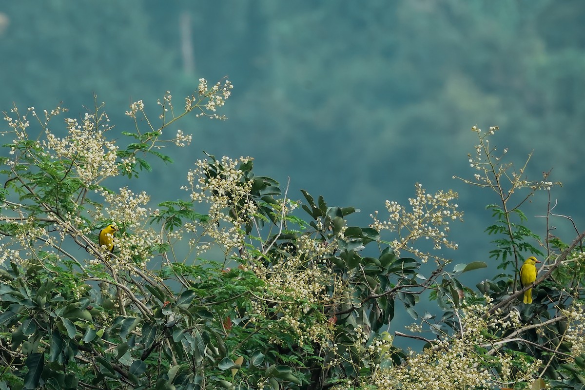 Indian Golden Oriole - ML645496482