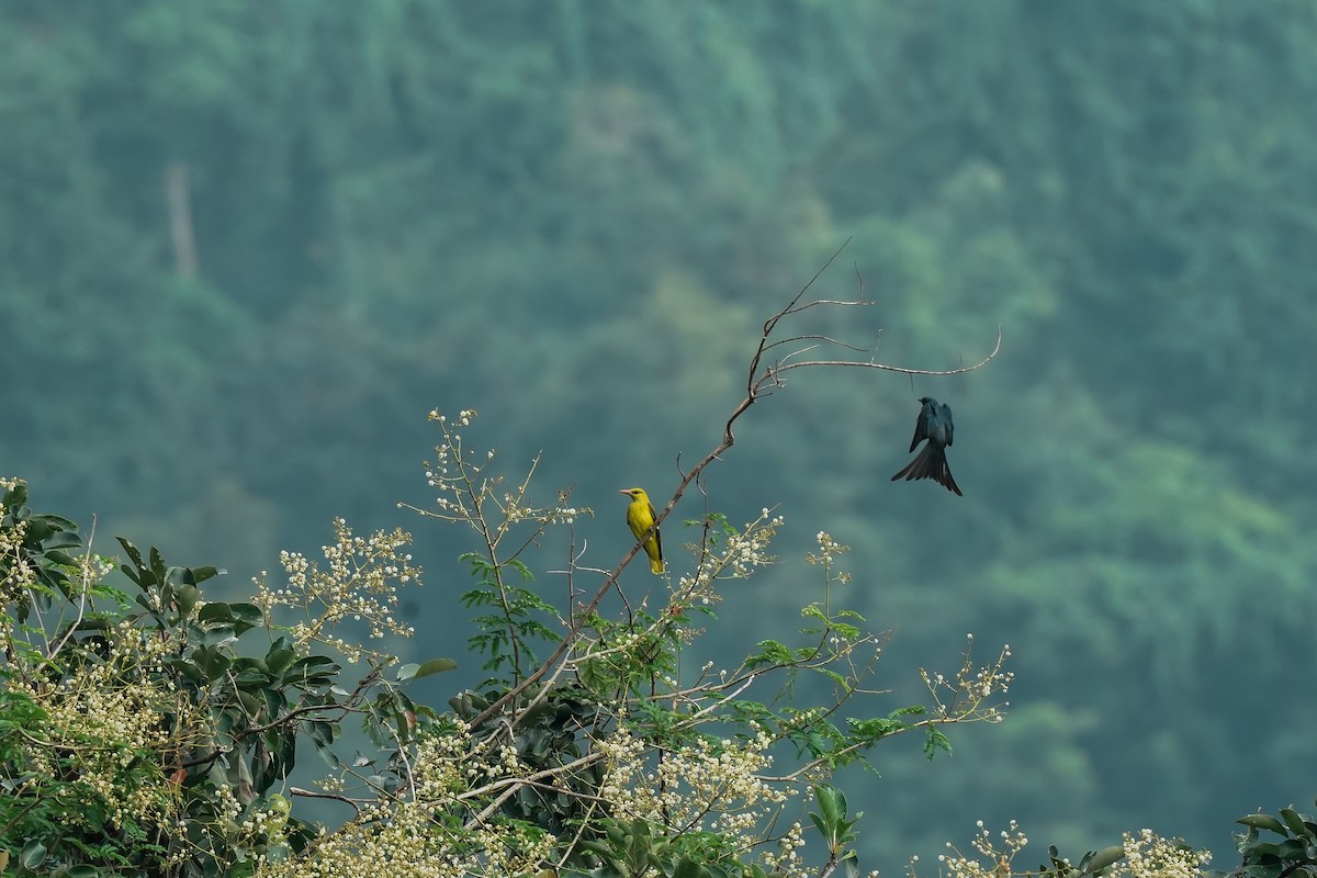 Indienpirol - ML645496483