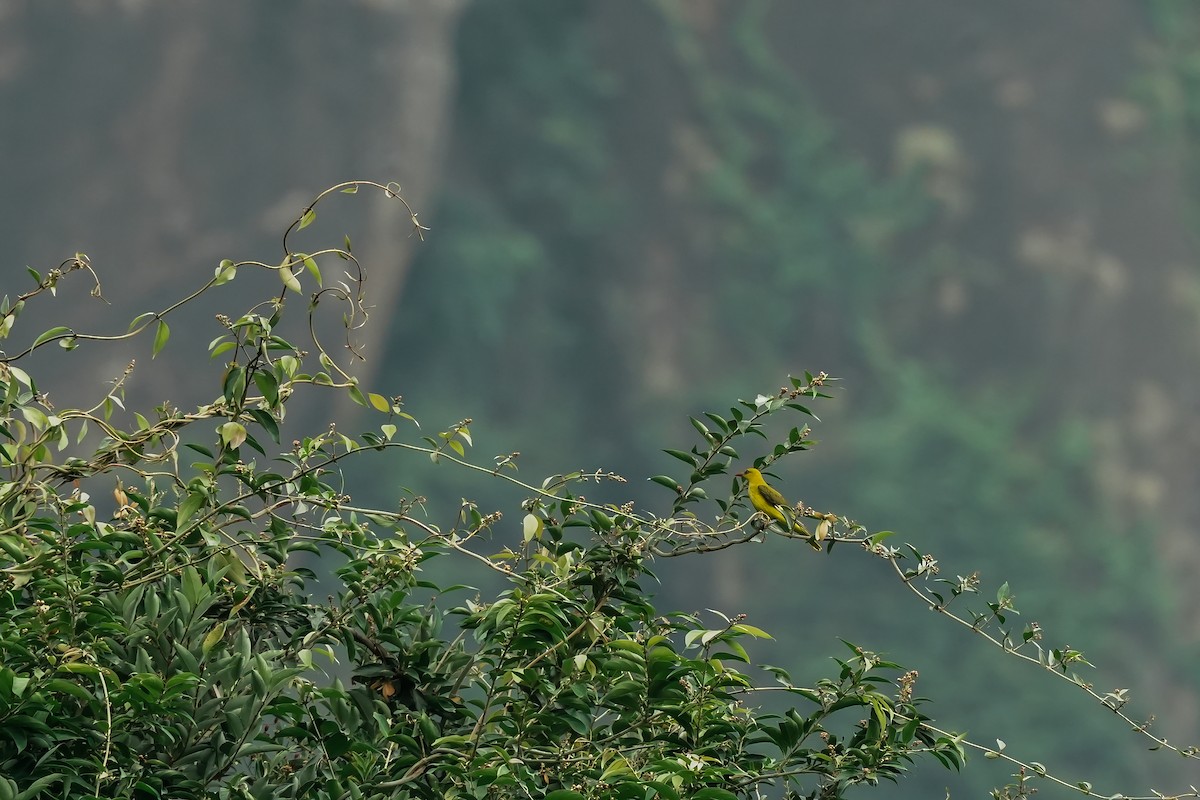 Indienpirol - ML645496484