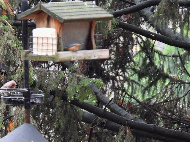 Rotbrustkleiber - ML645496494