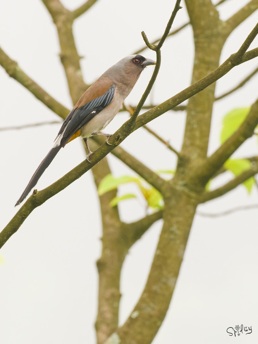 Graubrust-Baumelster - ML645496495