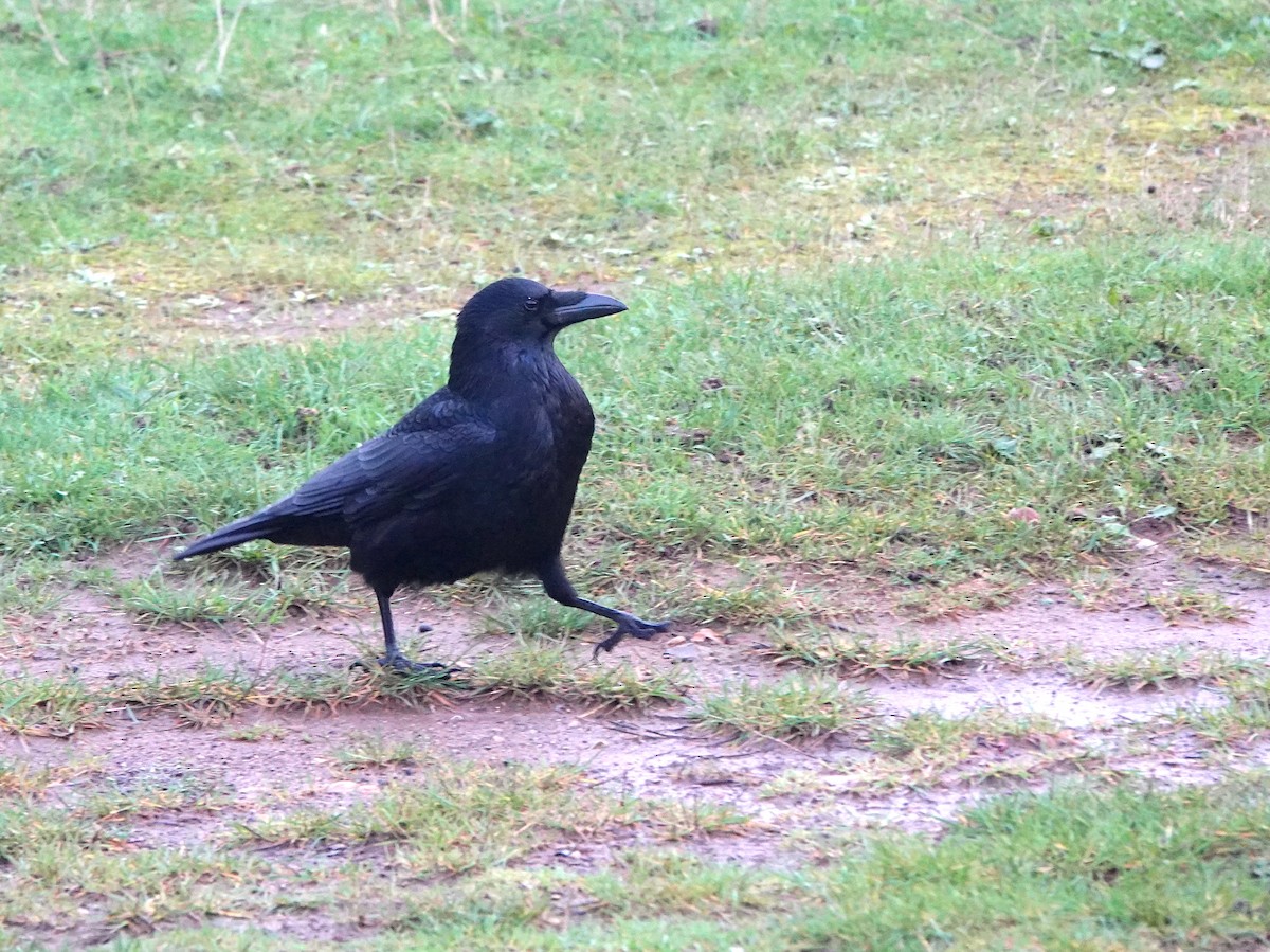 Rabenkrähe - ML645496496