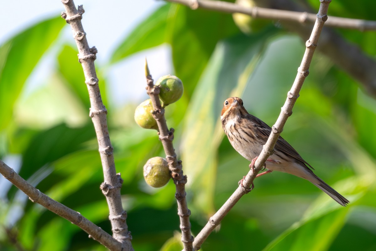 Zwergammer - ML645496497