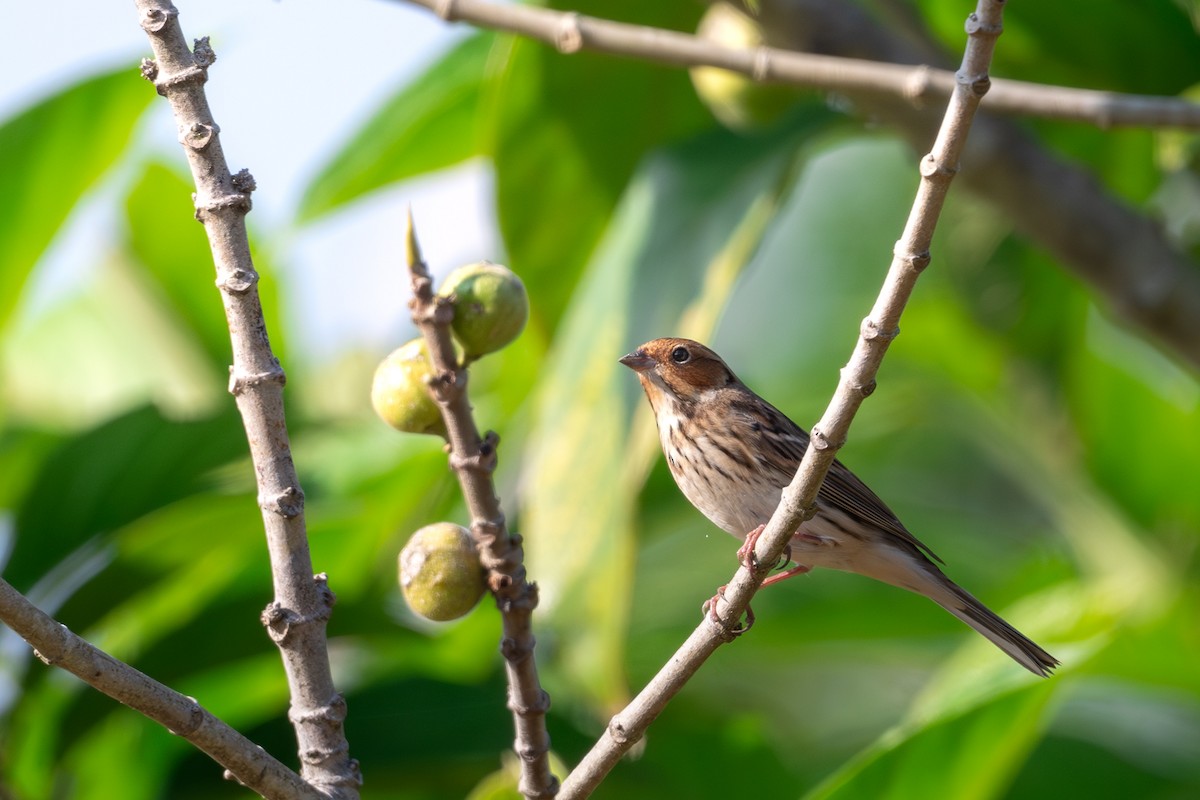 Zwergammer - ML645496498