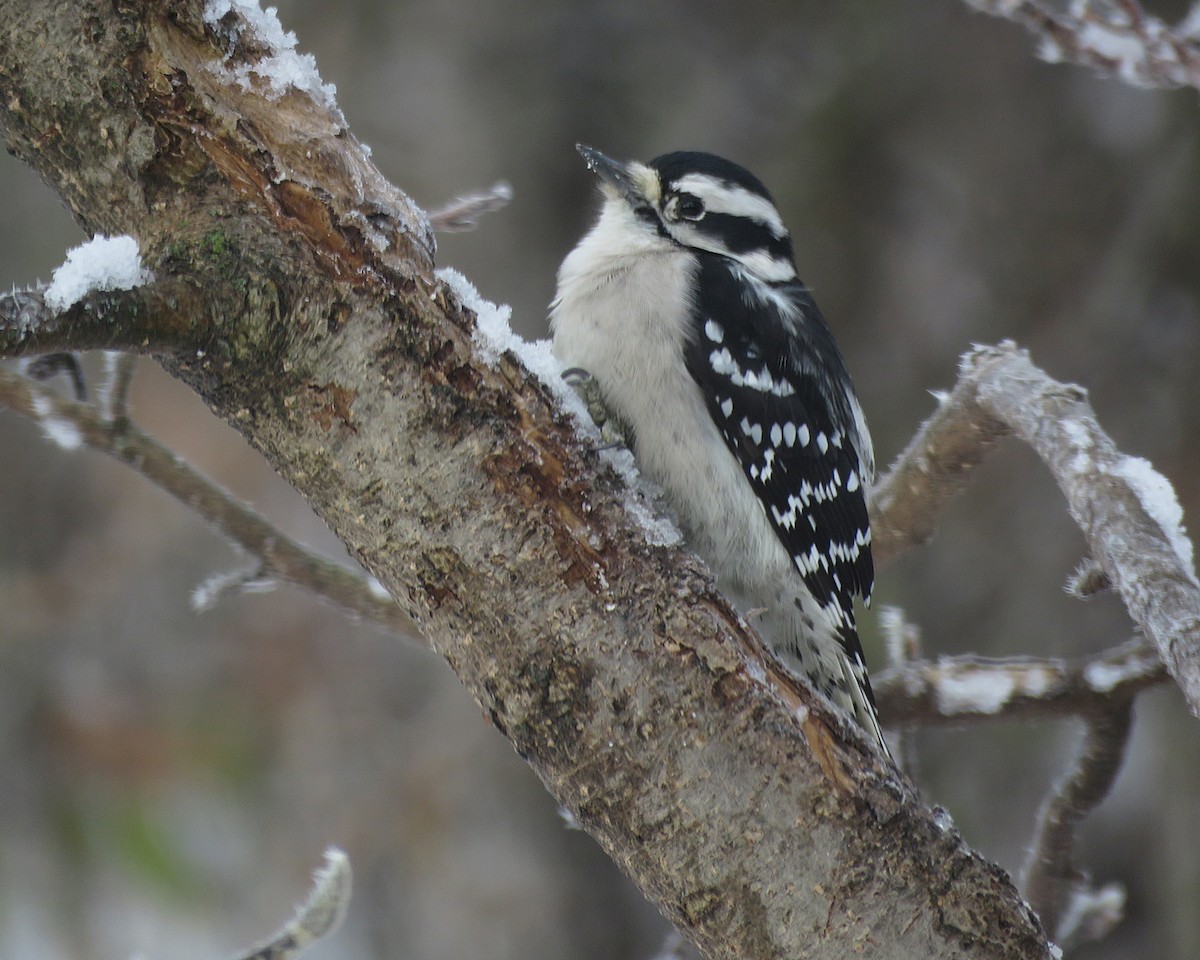 Dunenspecht - ML645496506