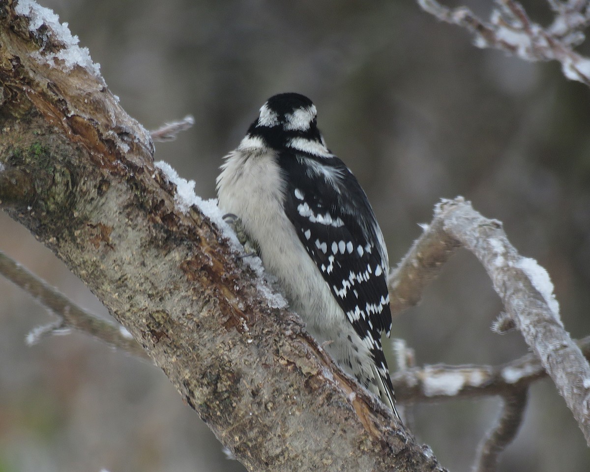 Dunenspecht - ML645496507