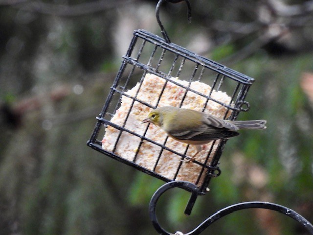 Pine Warbler - ML645496513